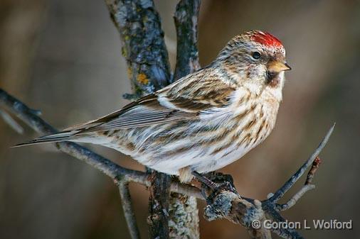 Common Redpoll_24418.jpg - Common Redpoll (Carduelis flammea) photographed at Ottawa, Ontario, Canada.